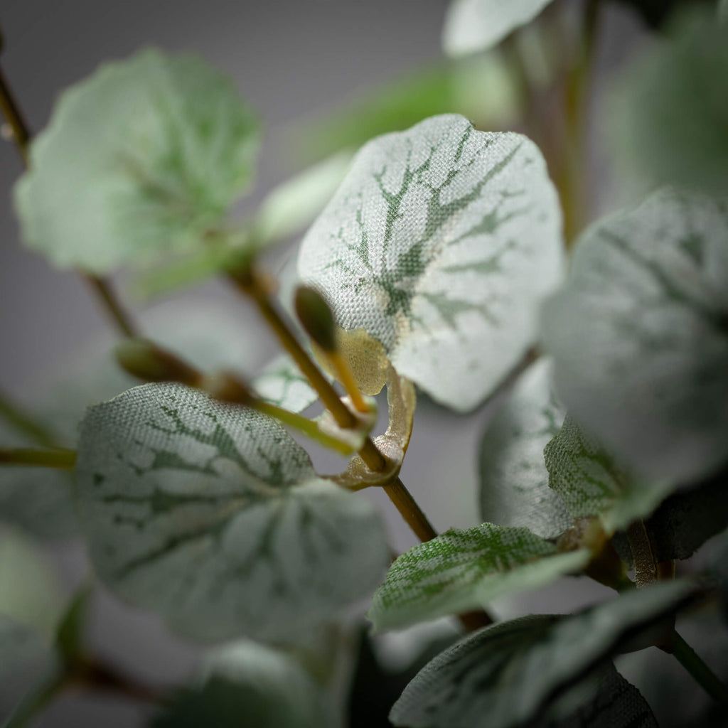 Gray Green Mini Begonia Bush  