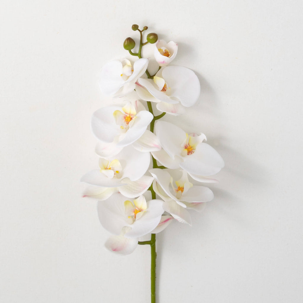 Crisp White Phalaenopsis Stem 