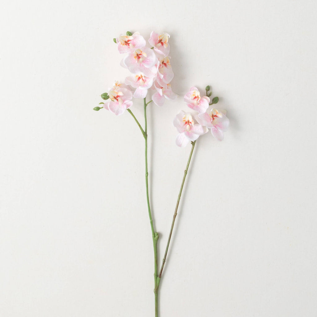 White Mini Phalaenopsis Spray 