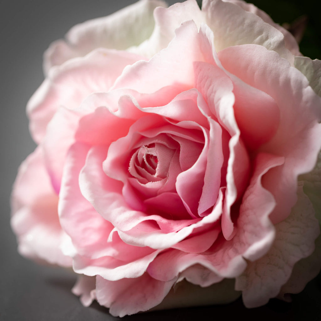 Freshcut® Pink Blooming Rose S