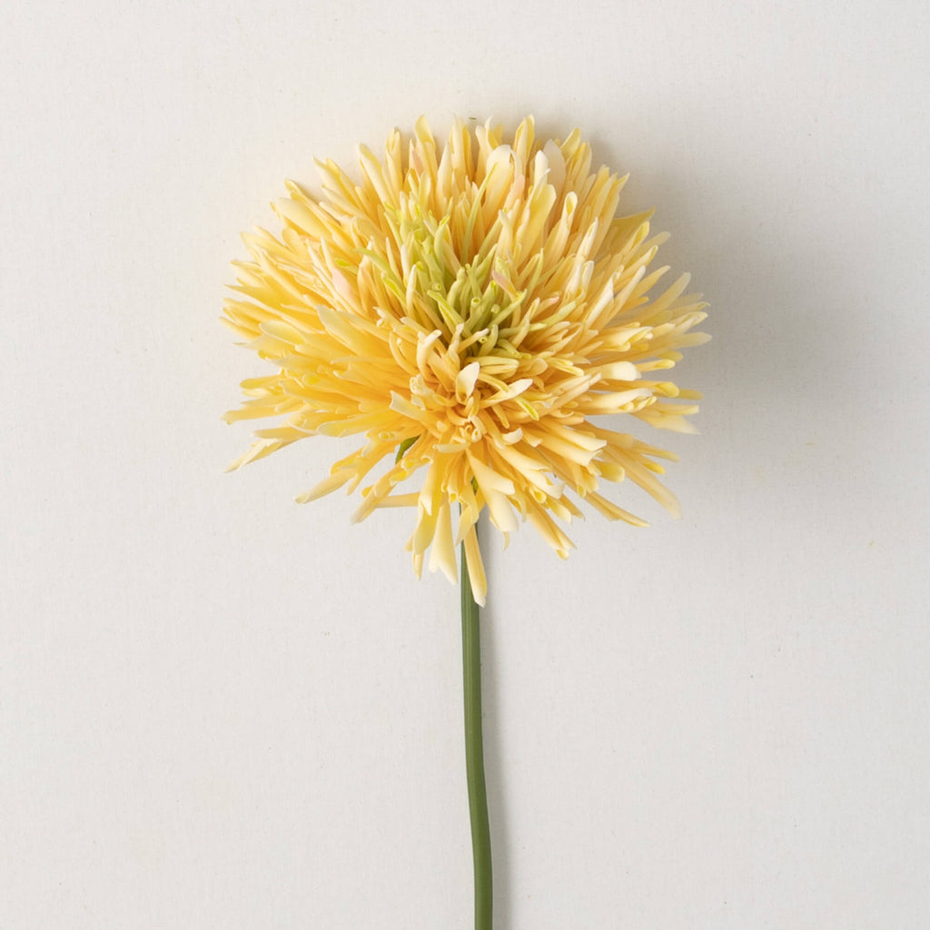 Yellow Chrysanthemum Spring Sp
