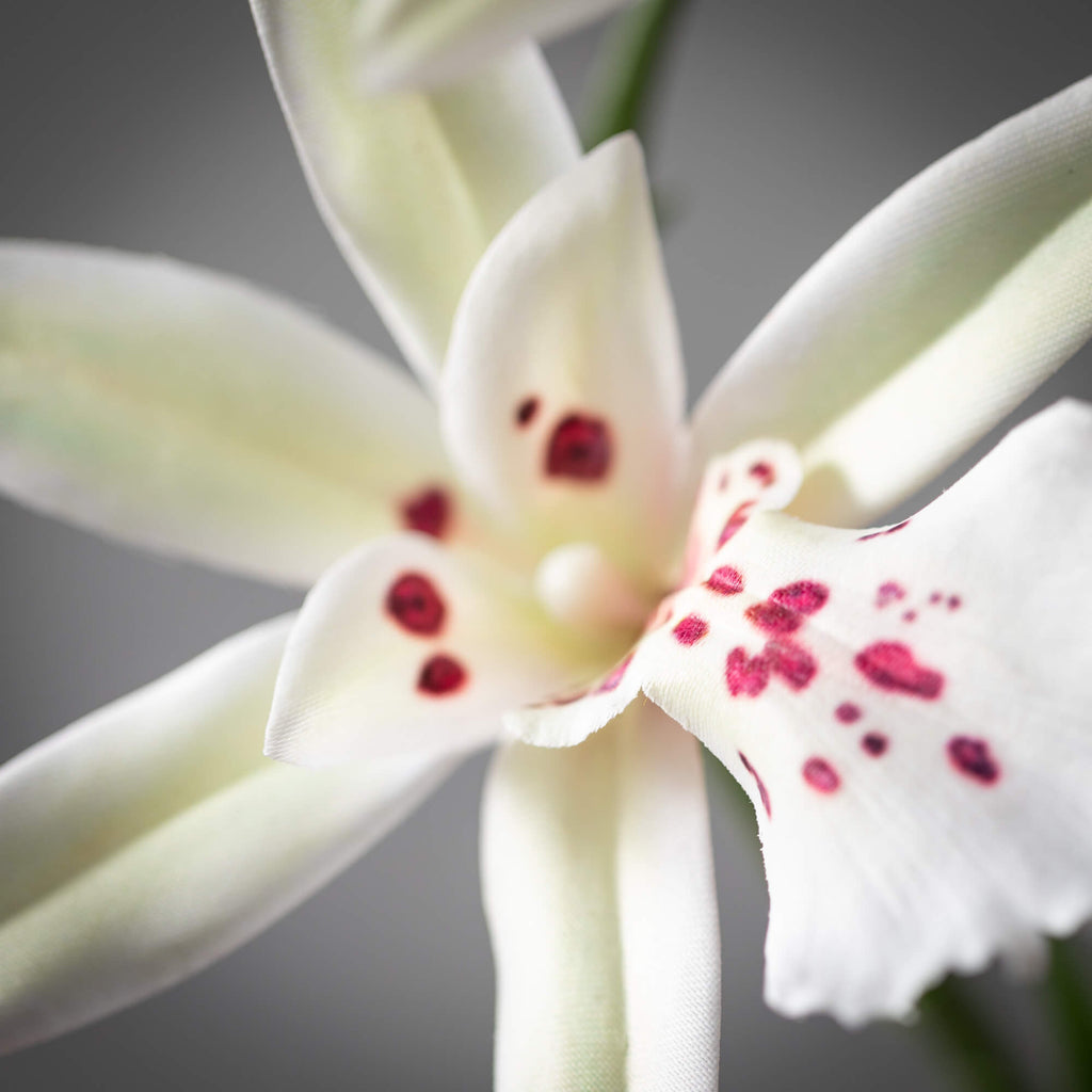 White African Orchid Stem     