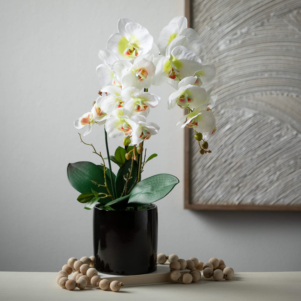 Potted Phalanenopsis Orchid   