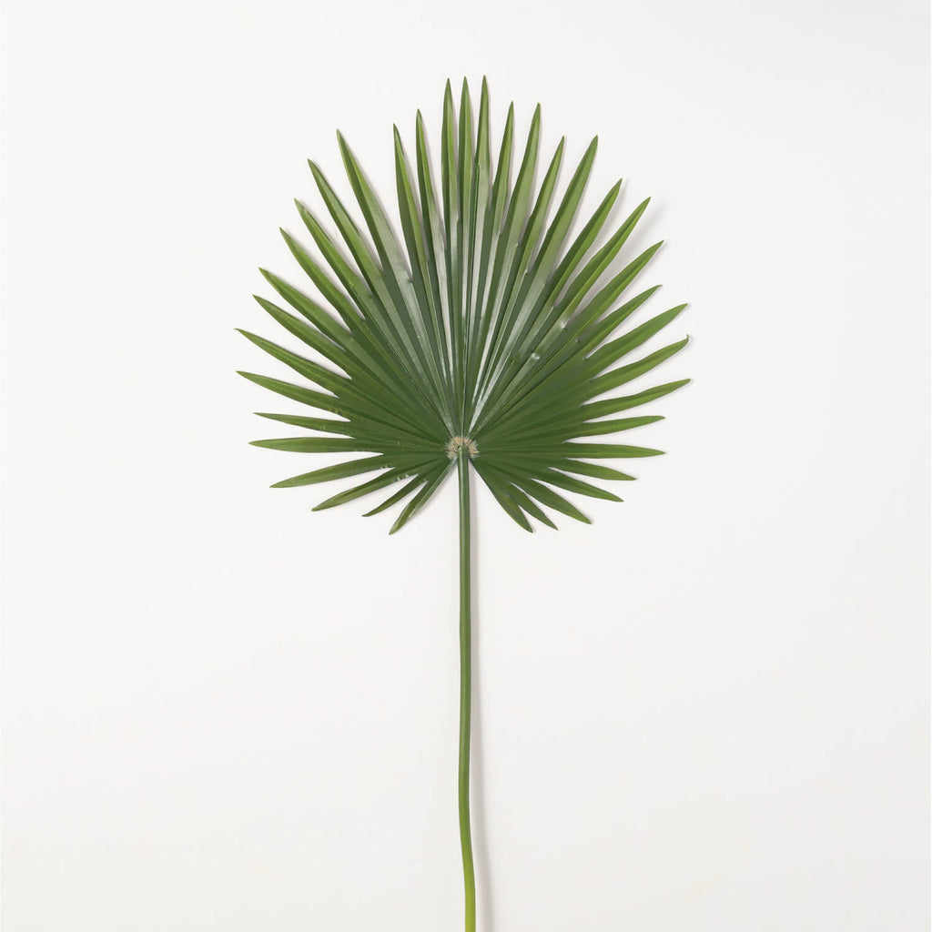 Palmetto Leaf                 