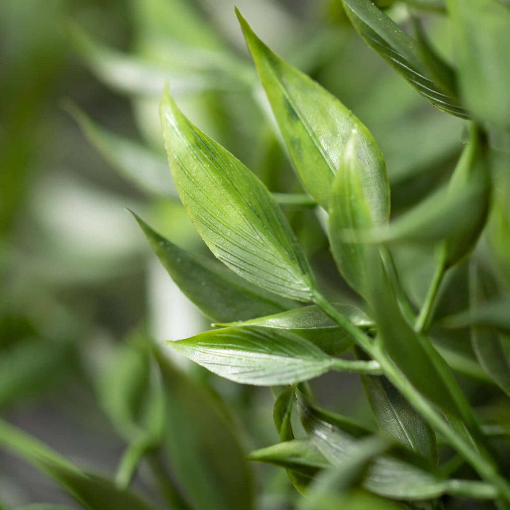 Draping Green Ruscus Bush     