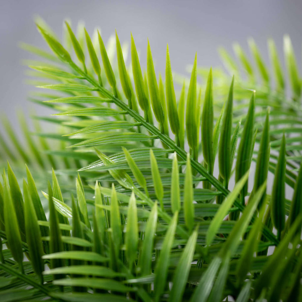 Full & Lavish Long Fern Bush  