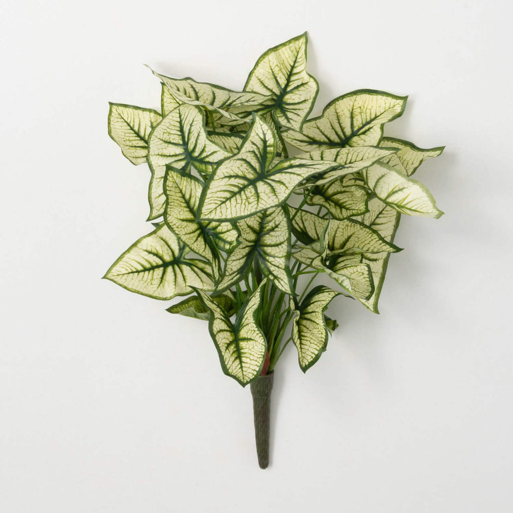 Syngonium Variegated Leaf Bush