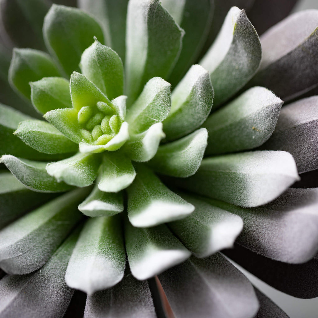 Sprouting Sempervivum Rosette 