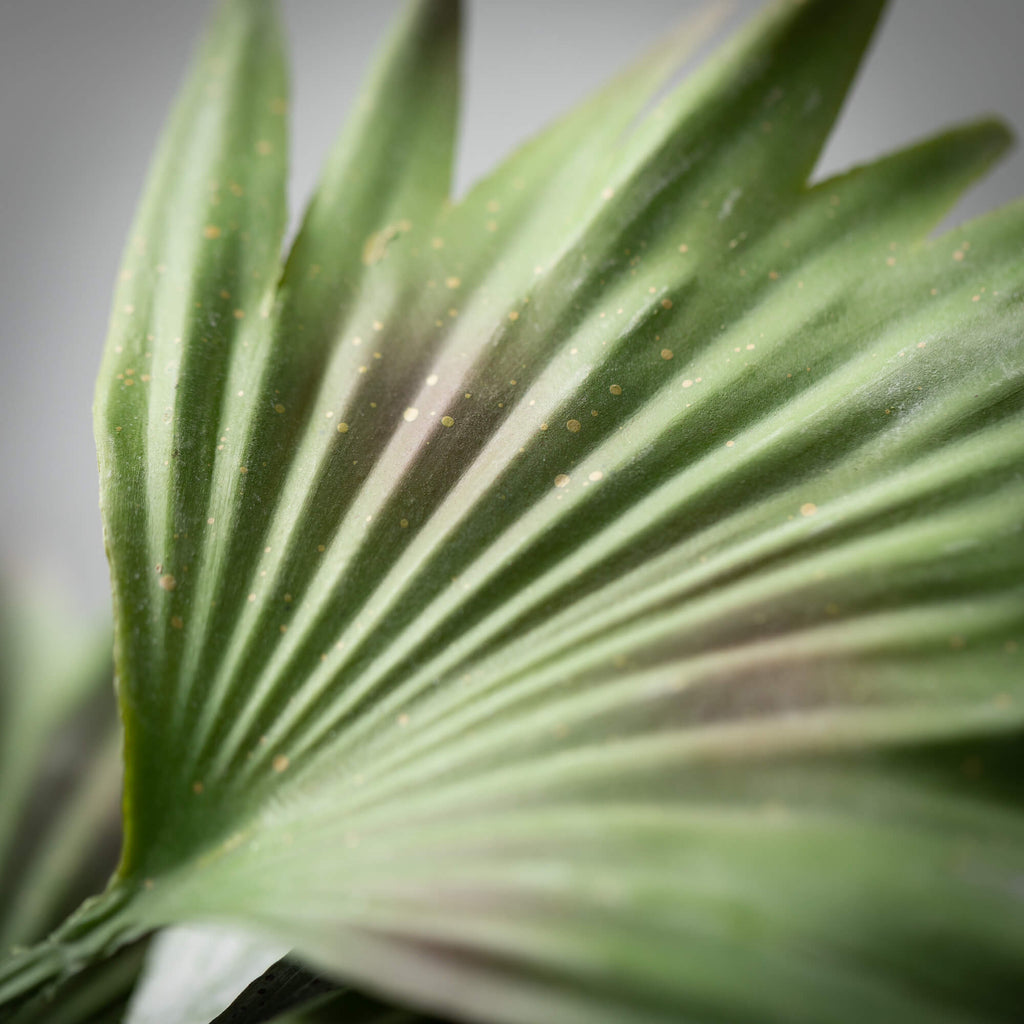 Dusty Green Palm Bush         