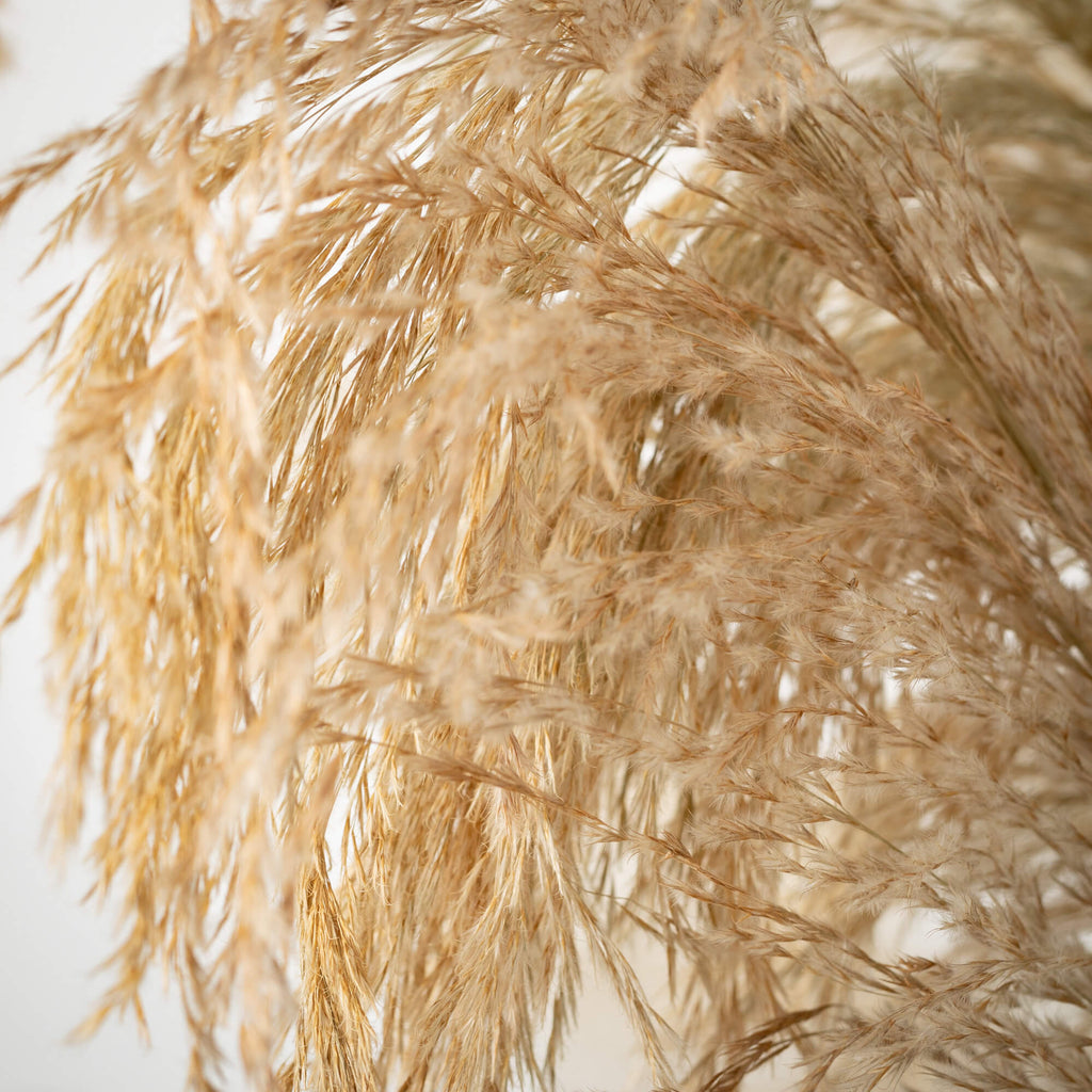 Towering Potted Plume Grass   