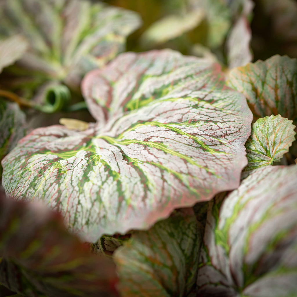 Hanging Sage Begonia Bush     