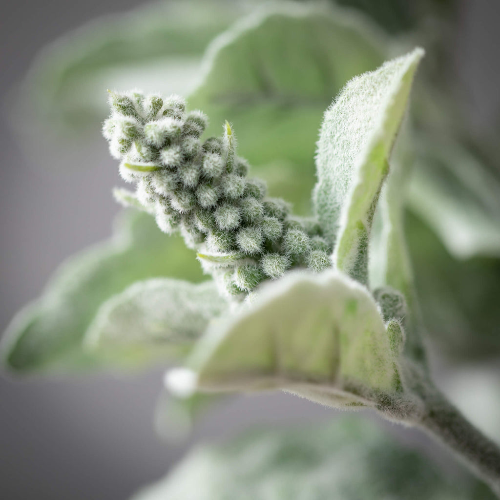 Tall Green Lamb'S Ear Spray   