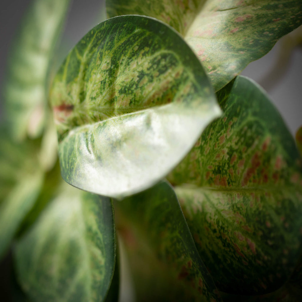 Variegated Caladium  Bush     