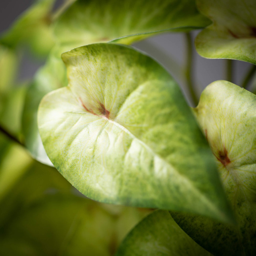 Variegated Syngonium Bush     