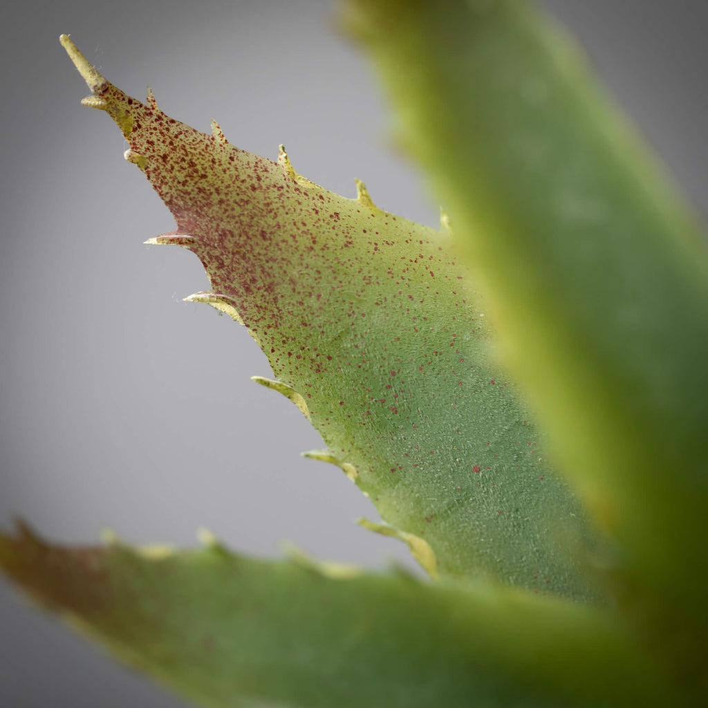 Light Green Succulent Pick    