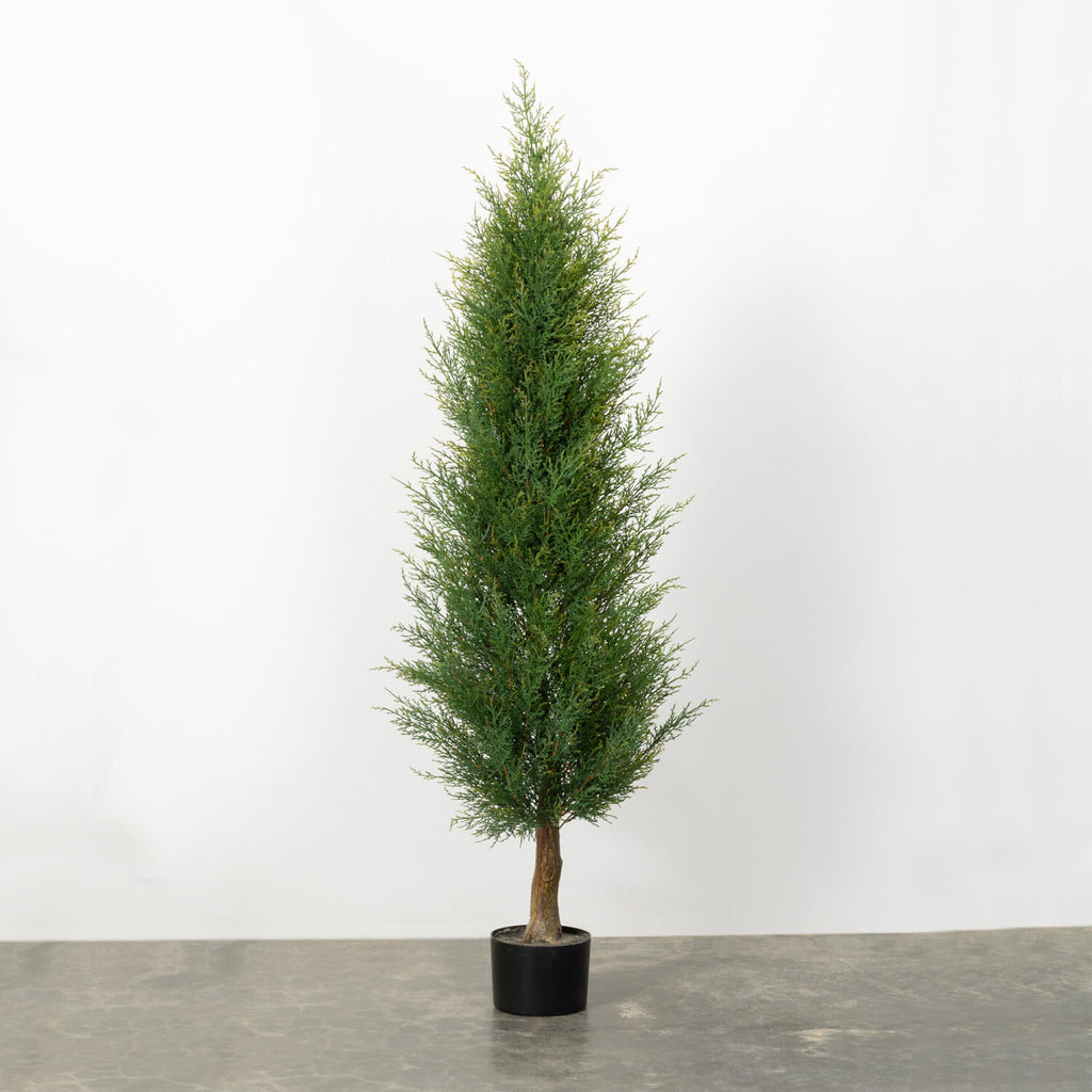 Cedar Arborvite Tree          