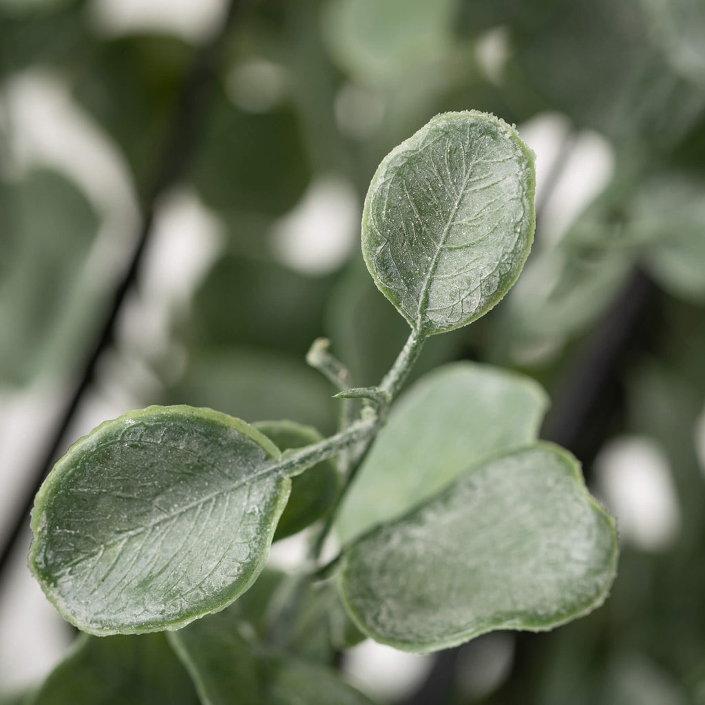 Robust Potted Eucalyptus Tree 