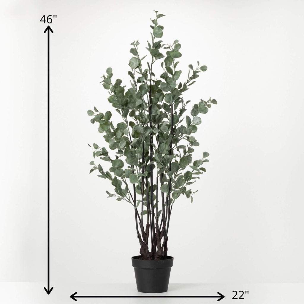 Robust Potted Eucalyptus Tree 