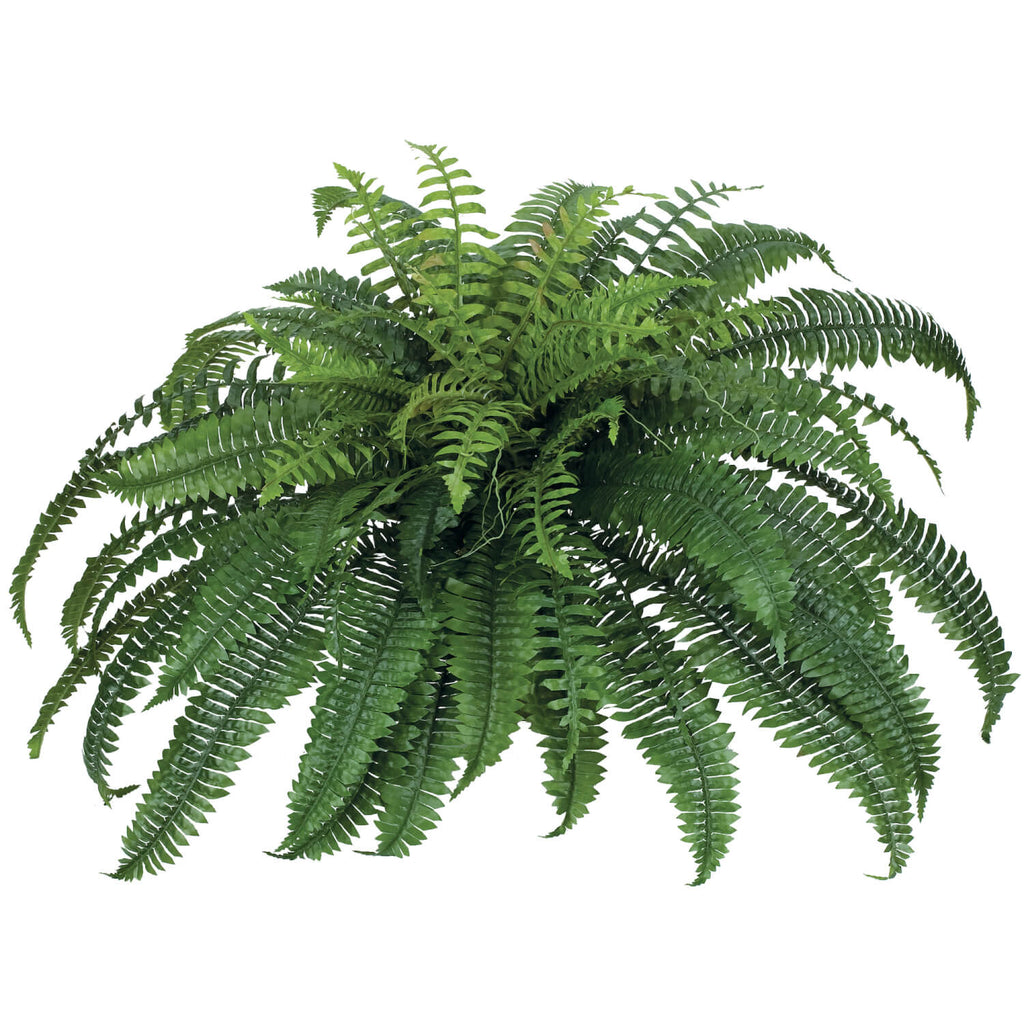 Lush Boston Fern Plant        