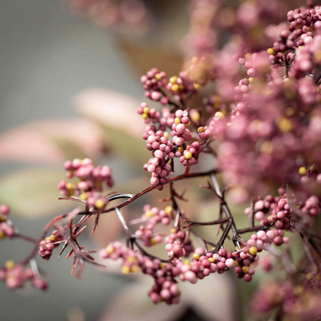 Dusty Plum-Colored Berry Bush 