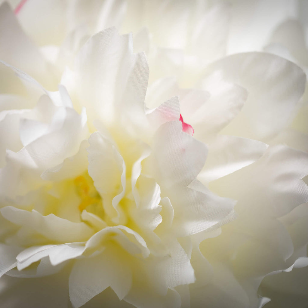 Soft Cream White Peony        