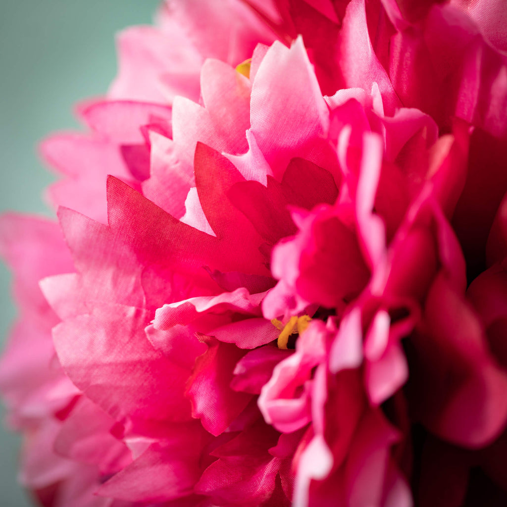 Bright Bold Pink Peony        