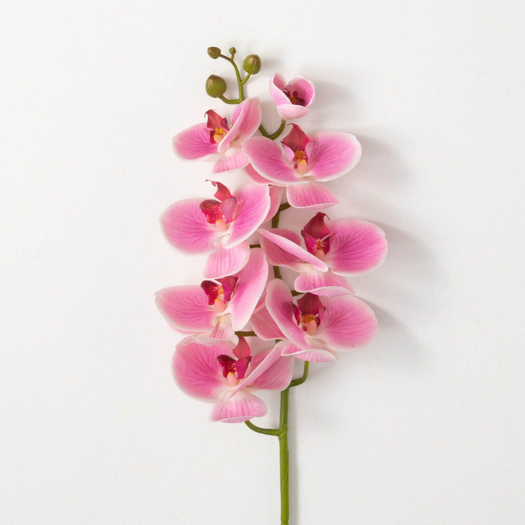Lively Pink Phalaenopsis Stem 