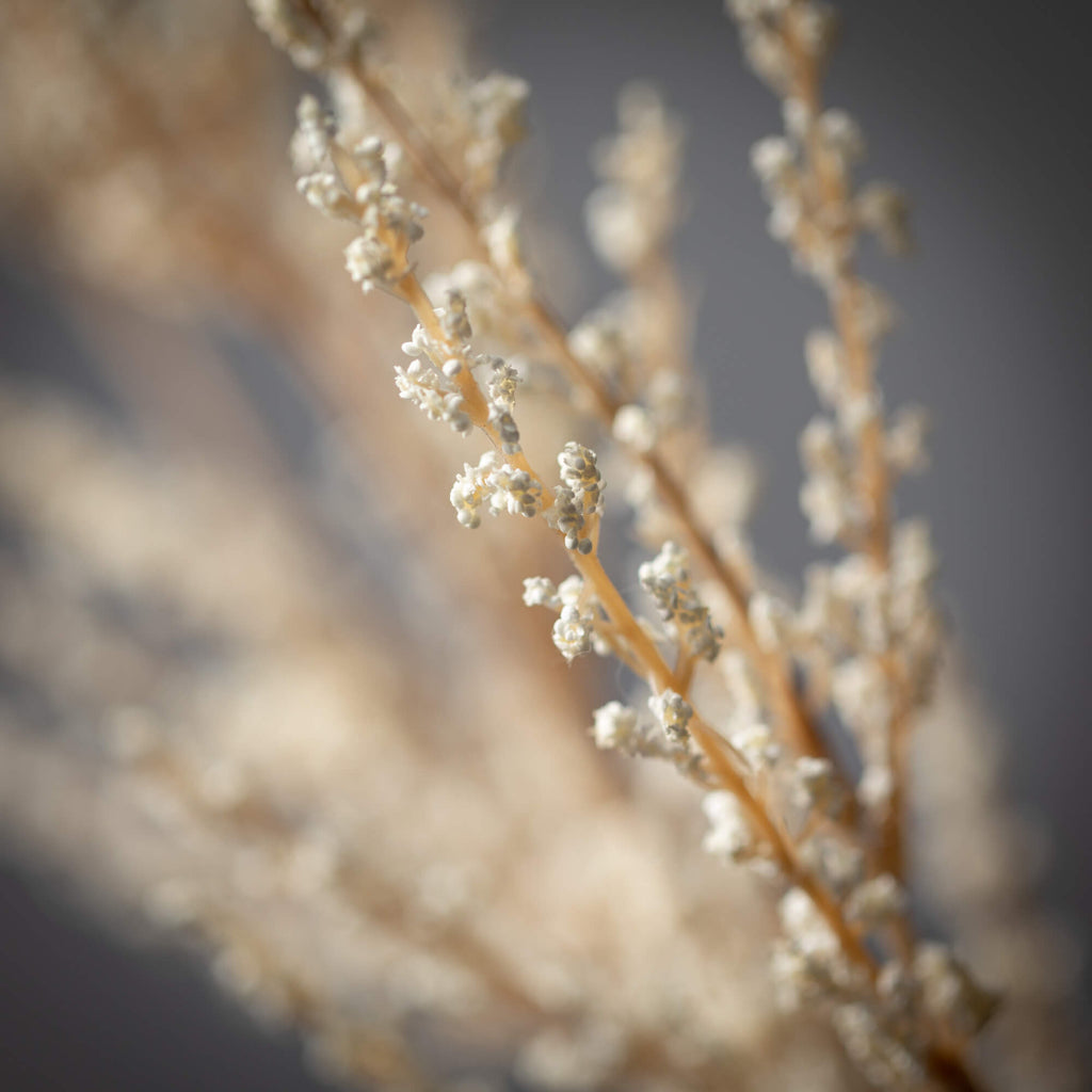 Spirea Spray                  