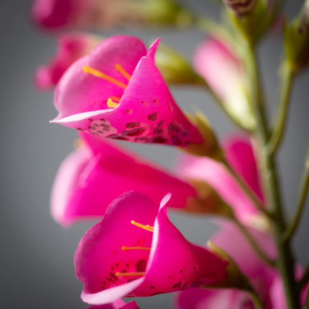 Deep Pink Fox Glove Spray     