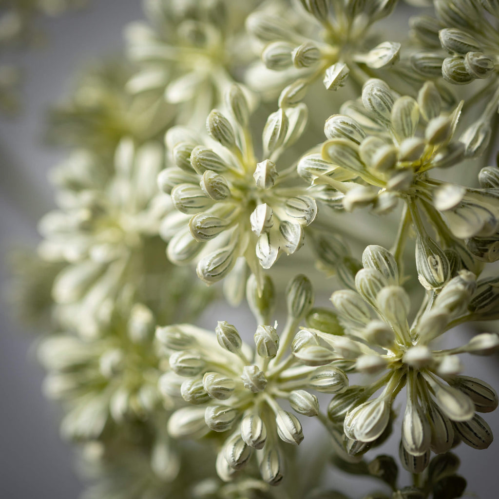 Light Green Eucalyptus Seed   