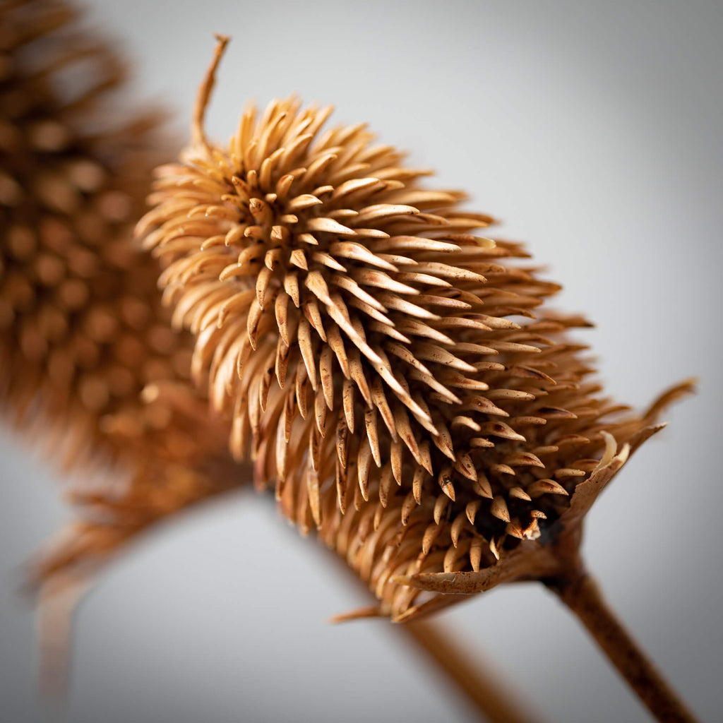 Natural Brown Thistle Spray   