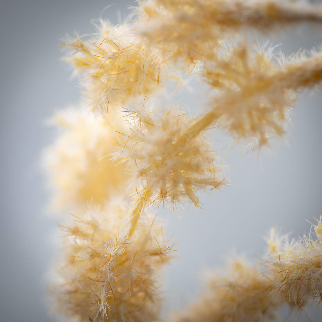 Creamy Buff Draping Amaranthus