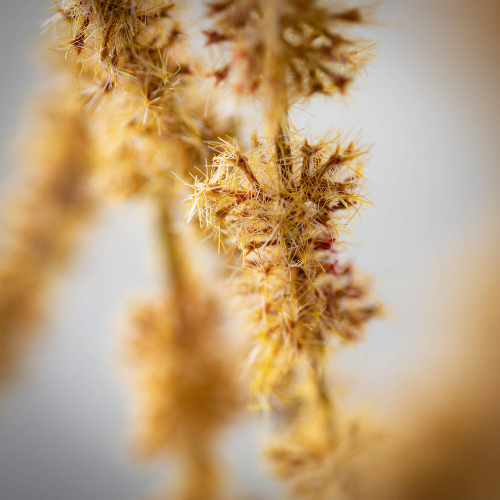 Beige Brown Draping Amaranthus