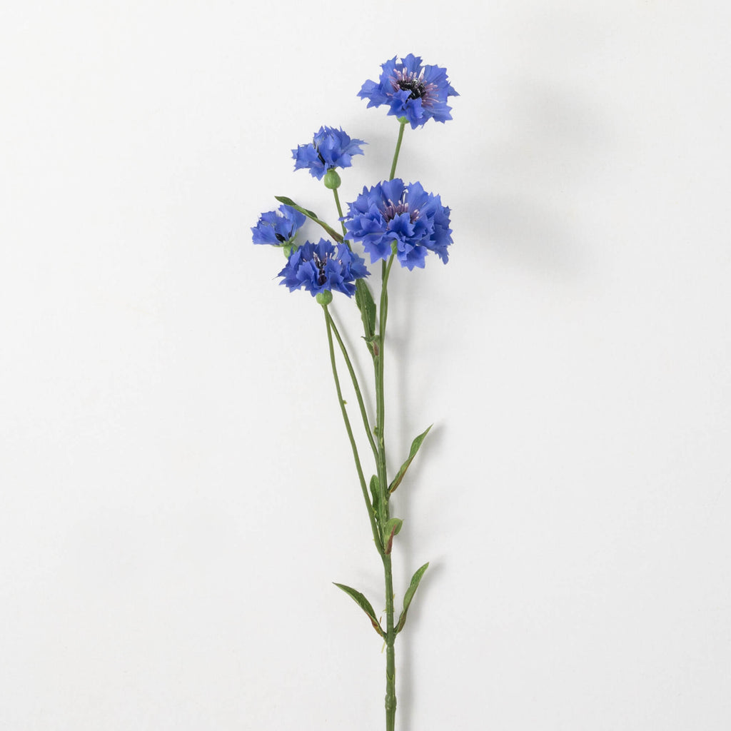 Brilliant Blue Cornflower     
