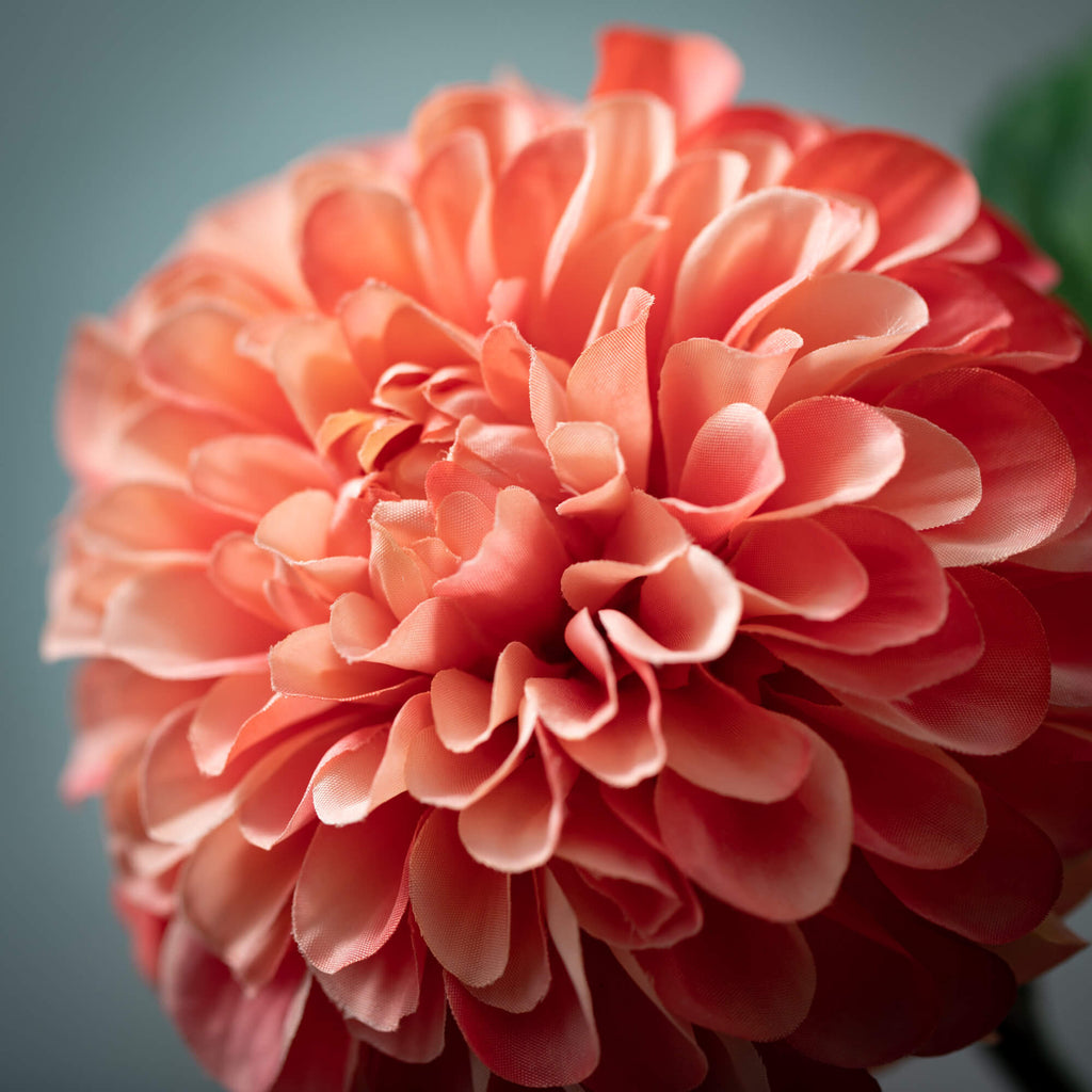 Mauve Dahlia Flower Stem      