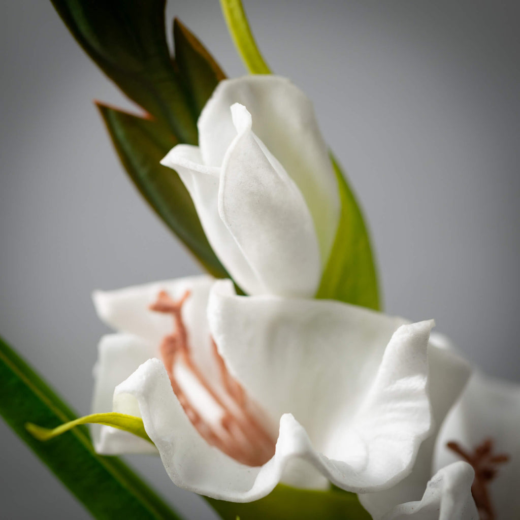 Dynamic Cream White Gladiola  
