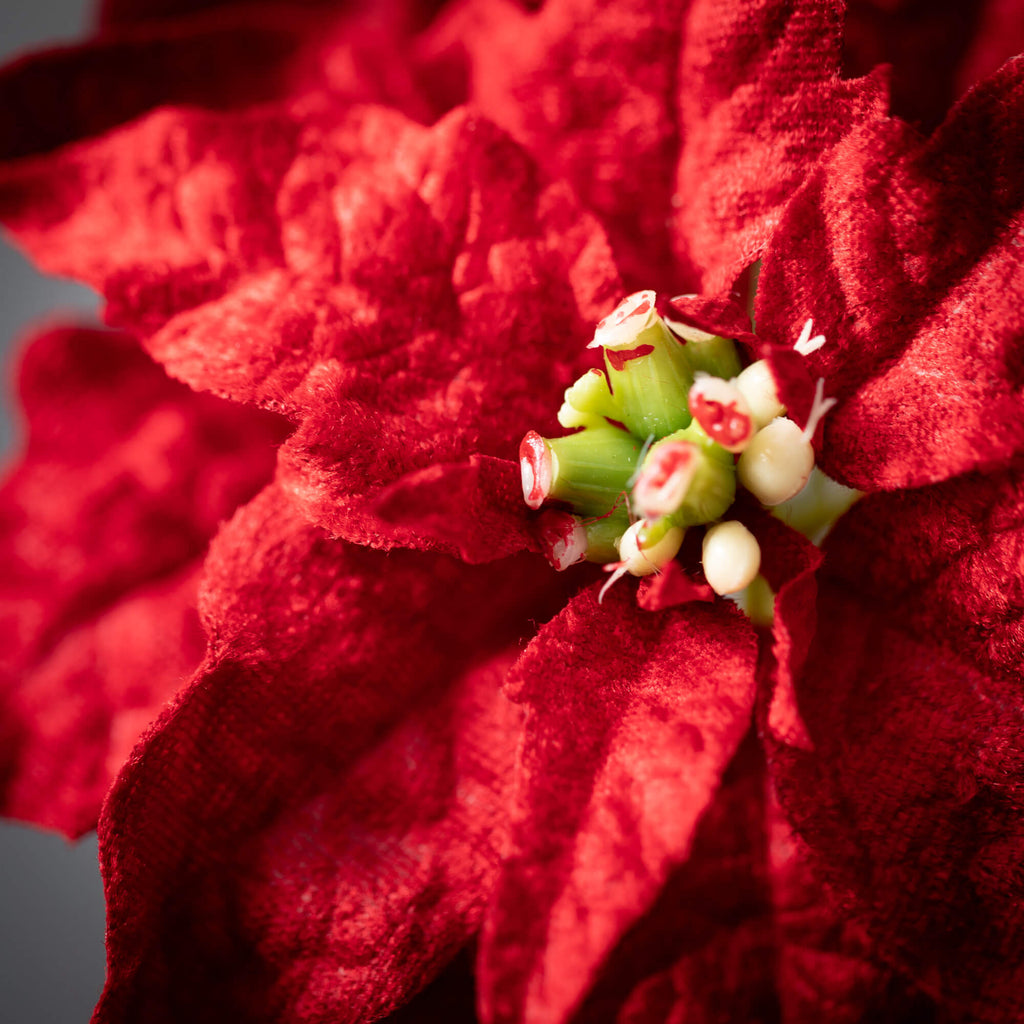 Vivid Red Poinsettia Stem     