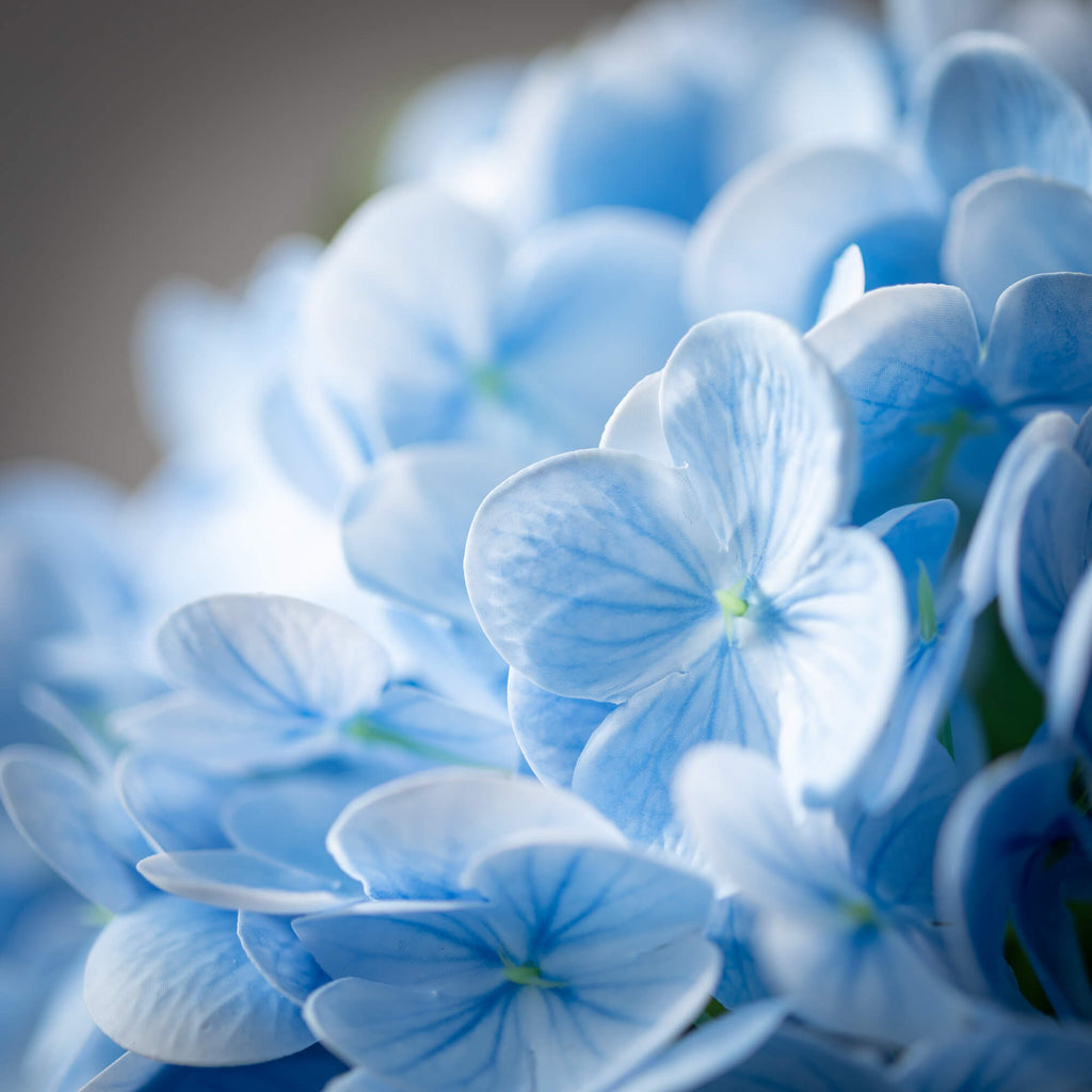 Freshcut® Vivid Blue Spring Hy