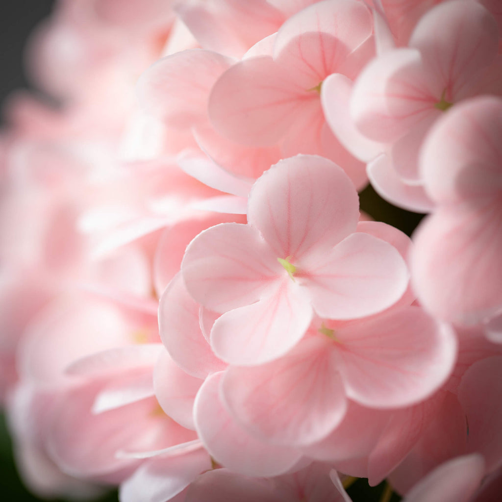 Freshcut® Vivid Pink Spring Hy