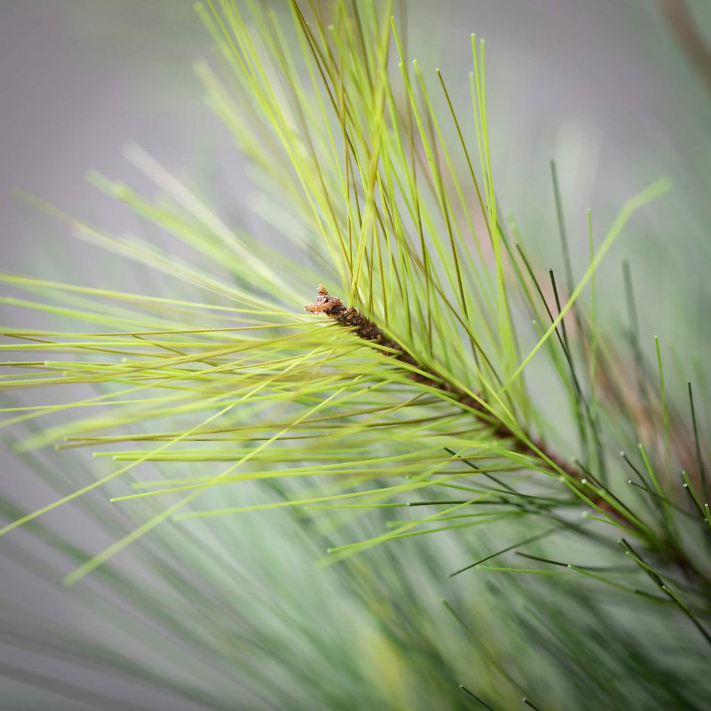 Black Hills Pine Garland      