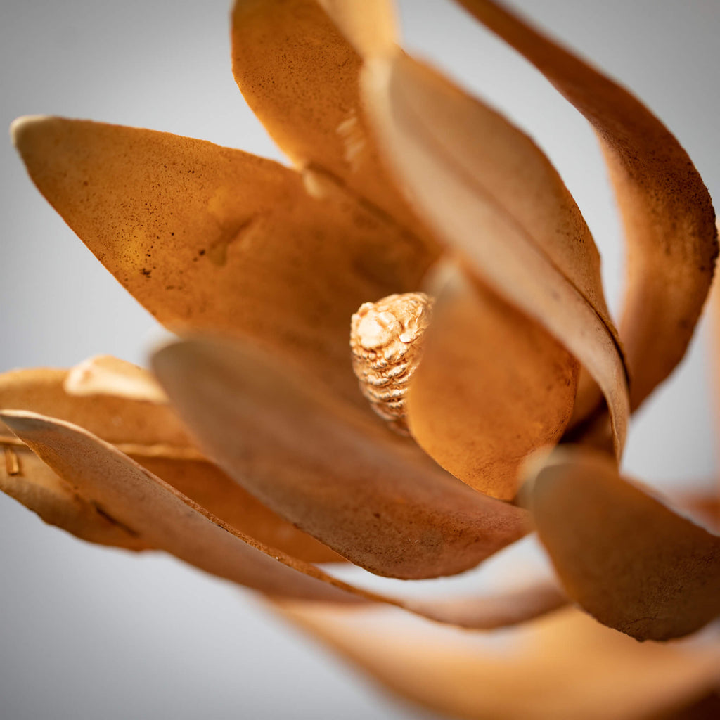 Subtle Brown Protea Spray     