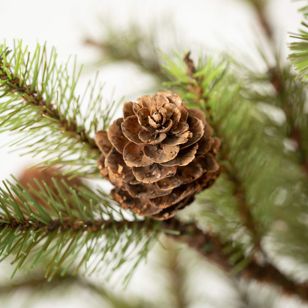 Large Pinecone Tree In Burlap 