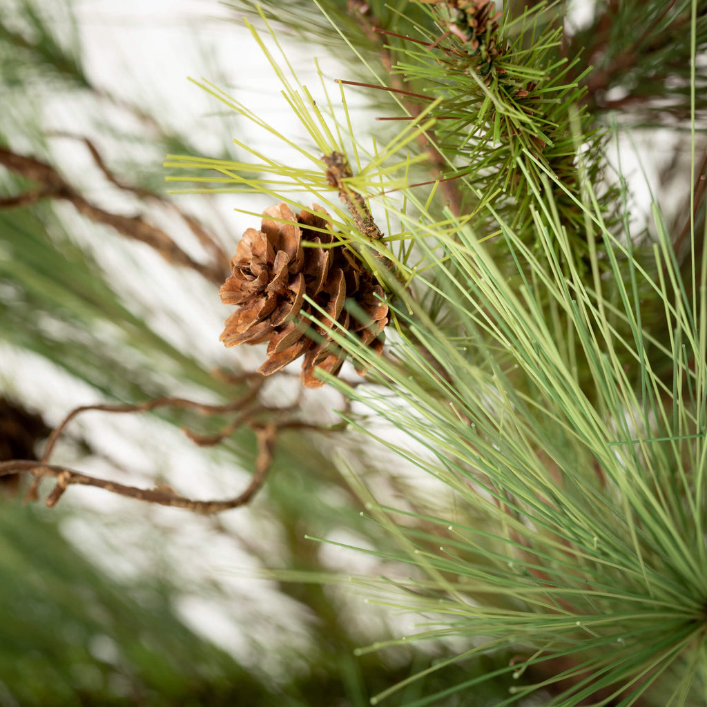 Pine Tree With Curling Willow 