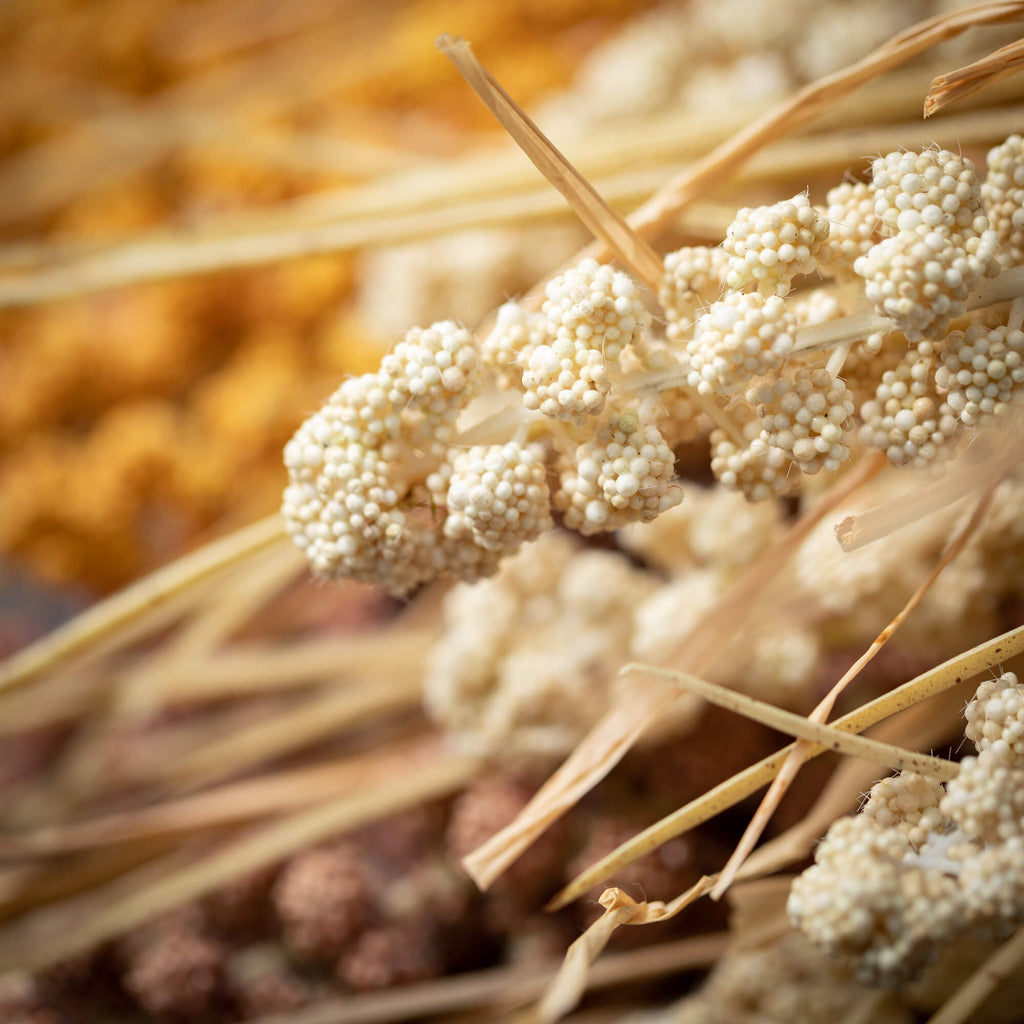 Dried Wheat Bush Trio         