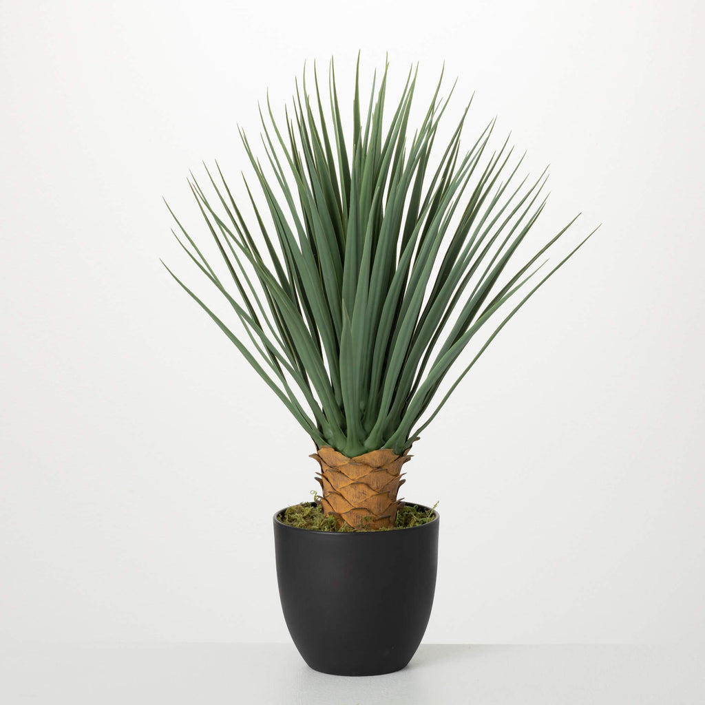 Potted Dracaena Plant         