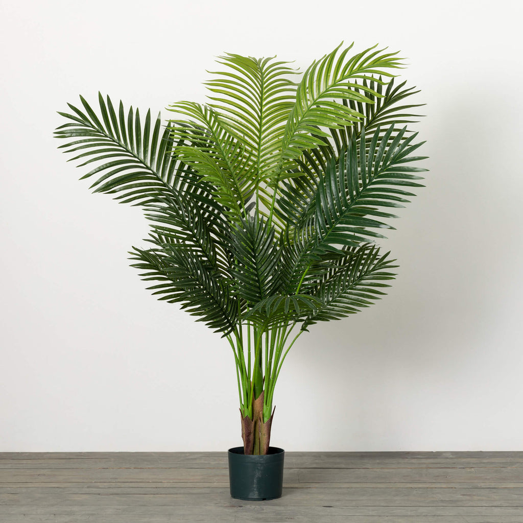 Tall Potted Areca Palm Tree   